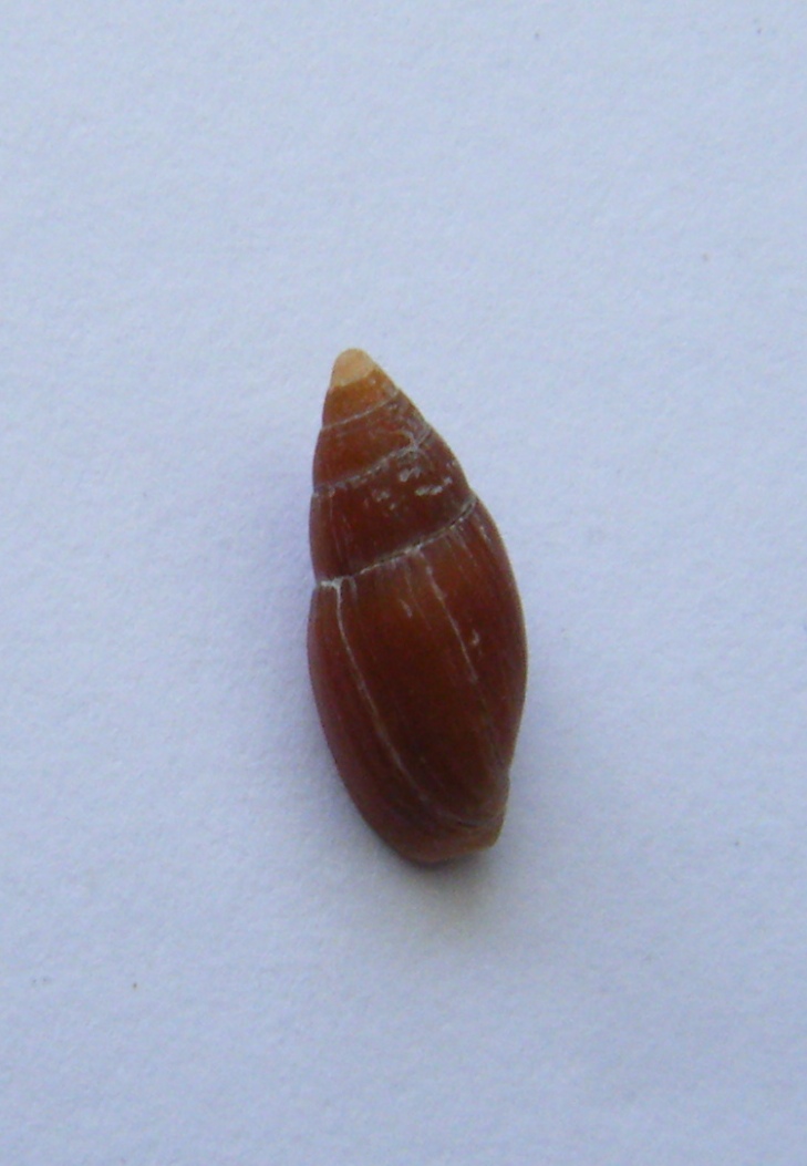 Gasteropode